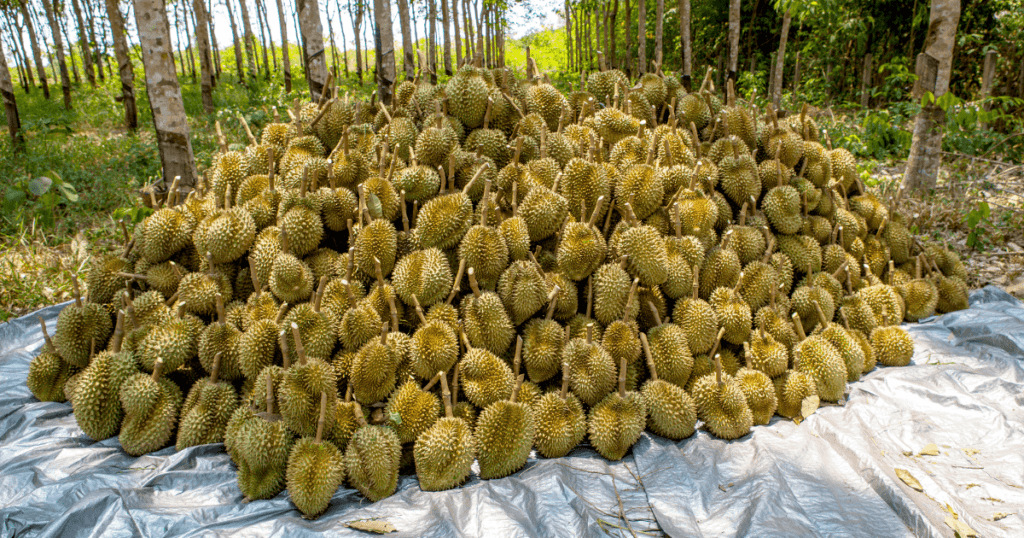 a lot of durian harvested on ground in a durian farm