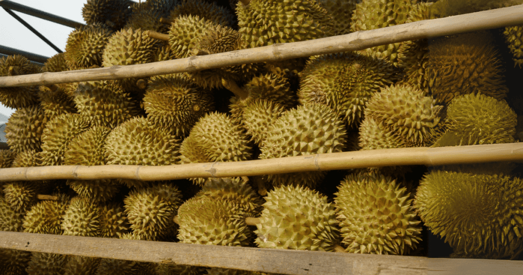 fresh durian on shelf