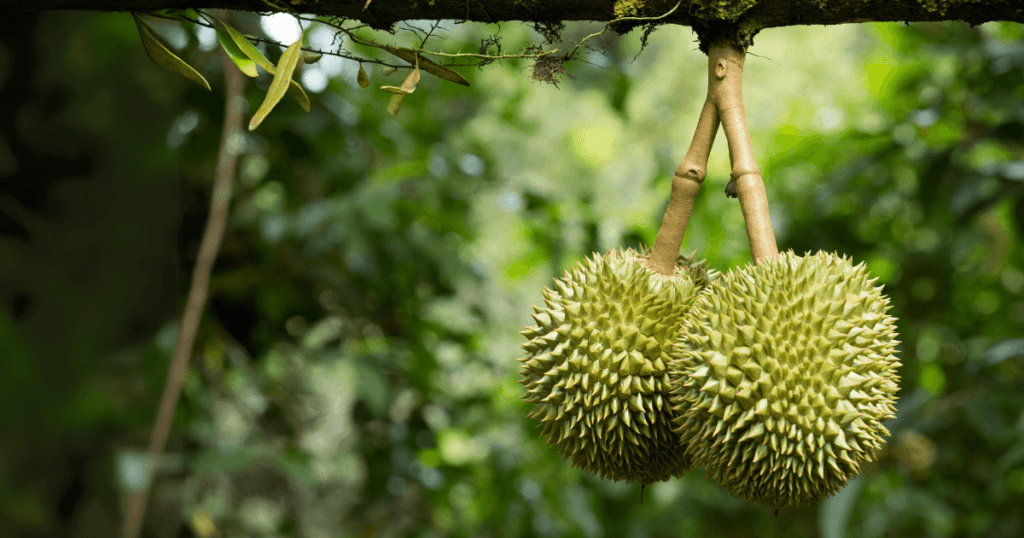 two durian handing on the durian tree